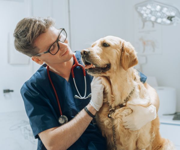 Veterinar a pes
